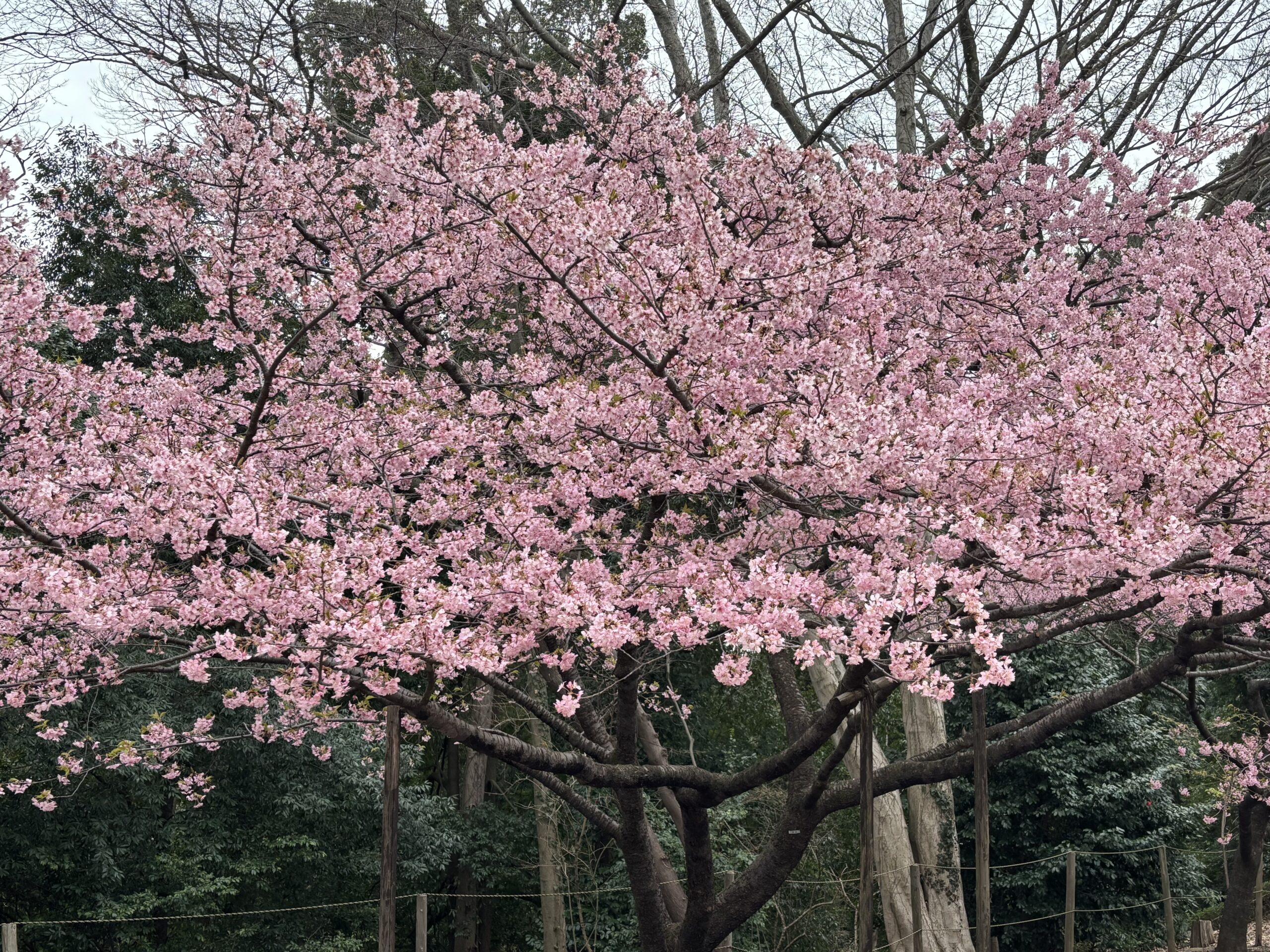 ～園外保育～